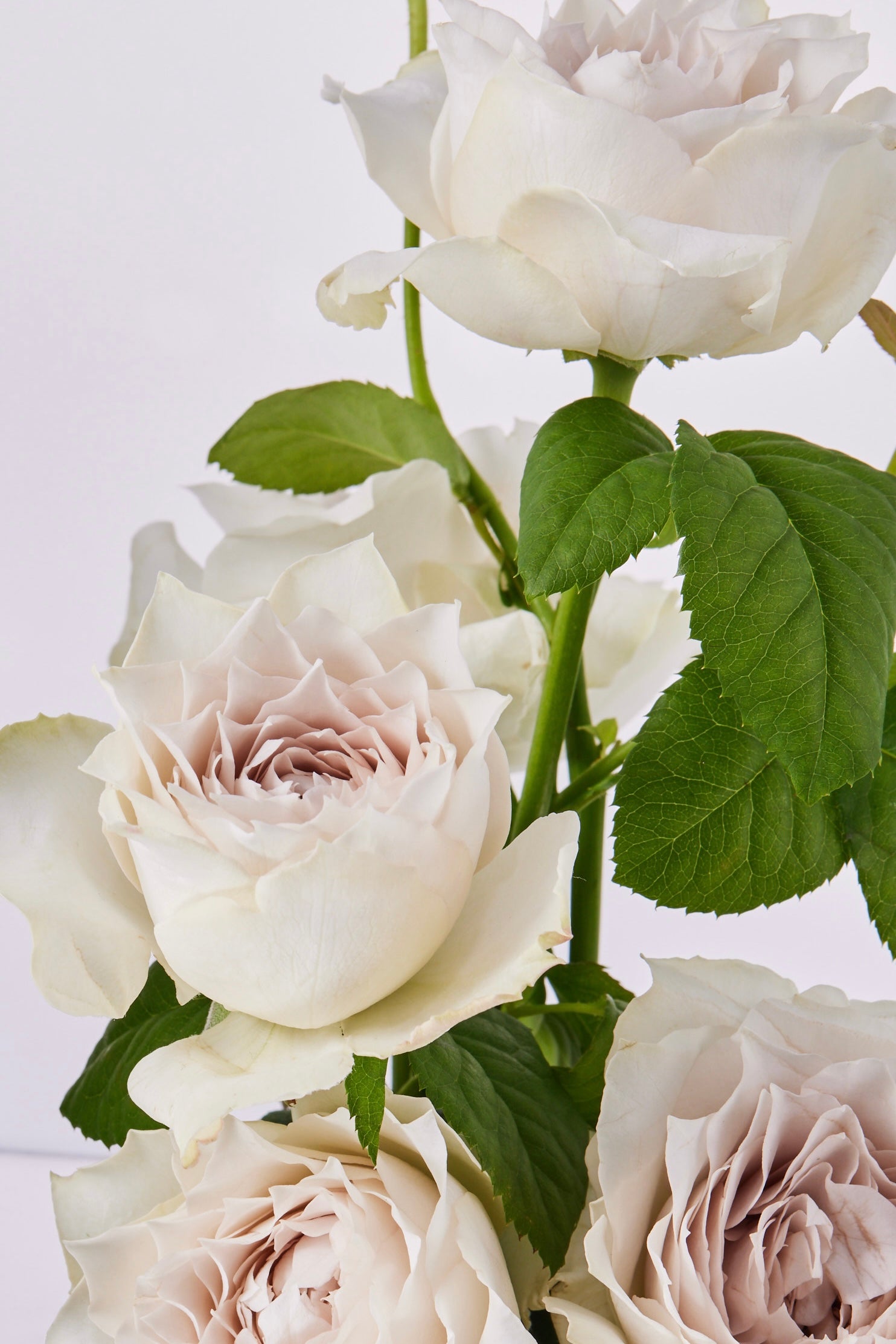 Eau de Parfum - ROSE BLANCHE -